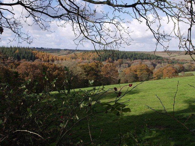 Tamar valley from below Northcott. A glimpse between twigs and branches, from the top of a bank (at the right of 609651), over a field on the eastern slopes of the valley. The nearer patch of woodland, on the lower slopes, is in square; the remaining woodland, Bragghill Wood, is on the far side of the Tamar in SX3292.