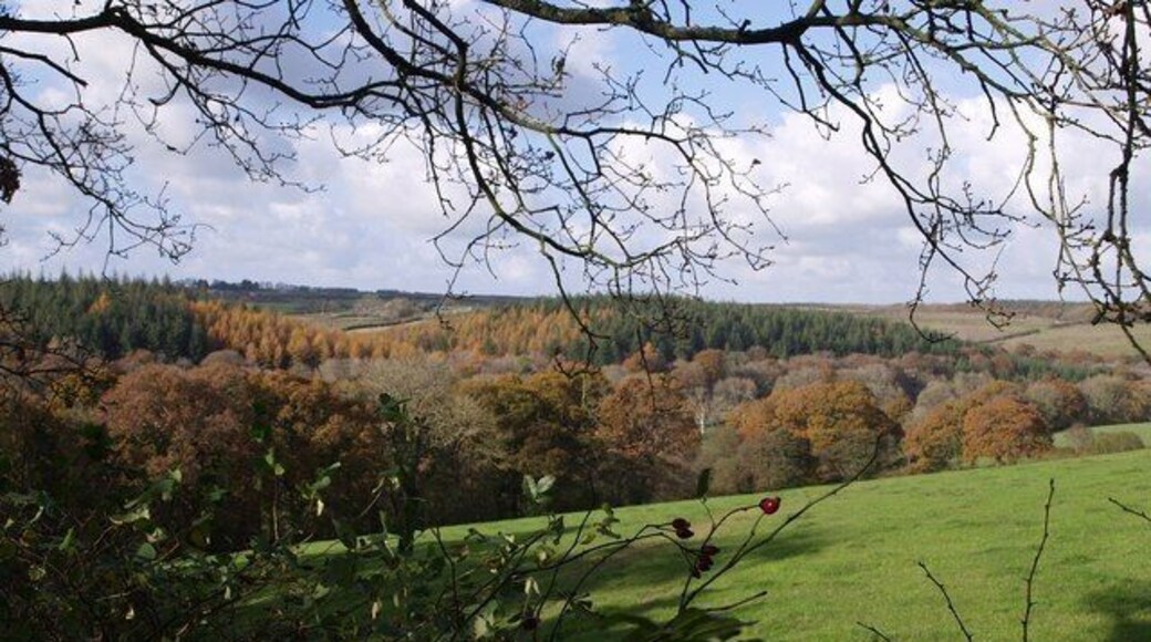 Tamar valley from below Northcott. A glimpse between twigs and branches, from the top of a bank (at the right of 609651), over a field on the eastern slopes of the valley. The nearer patch of woodland, on the lower slopes, is in square; the remaining woodland, Bragghill Wood, is on the far side of the Tamar in SX3292.