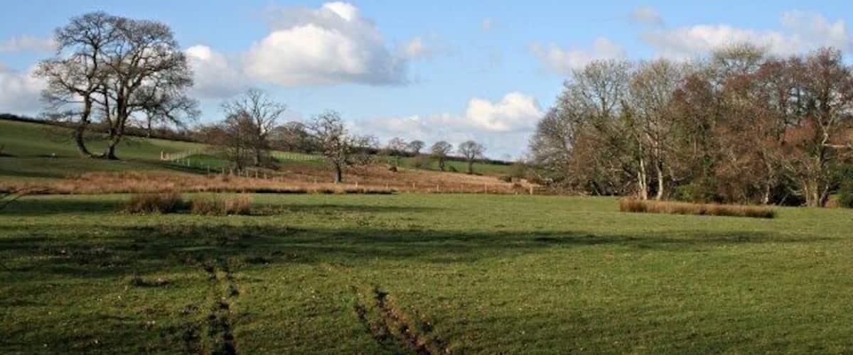 A grassy field with scattered trees and a clear sky.