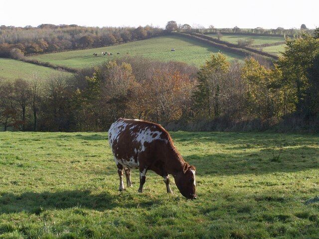 Cow and valley near St Giles church. A lot of grass to get through. A view from a gateway on the no through lane from West Panson, looking across the valley of a tributary of the Tamar to where the lane climbs the far side past a wood to reach the A388. 605468 is off to the right.
