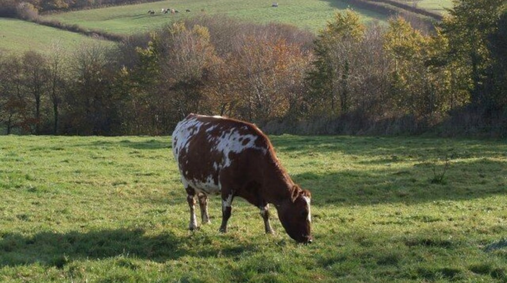Cow and valley near St Giles church. A lot of grass to get through. A view from a gateway on the no through lane from West Panson, looking across the valley of a tributary of the Tamar to where the lane climbs the far side past a wood to reach the A388. 605468 is off to the right.
