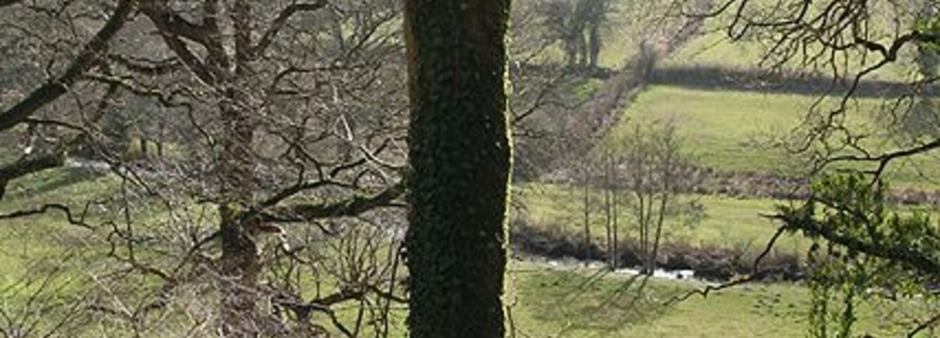 Un árbol en un campo cubierto de hierba, con un arroyo al fondo.