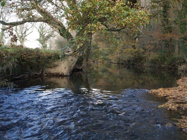 River Tamar at Northcott Wood Taken from a metre or so into the water, looking upstream. The west bank (the one on the left, which would be known as the "right bank"), with the precariously poised old oak, is in SX3291; the east side, with Northcott Wood rising from it, is in SX3292. Most of the water is in the former square. A small stream, which has run along the south edge of the wood, enters a few metres away on the right.