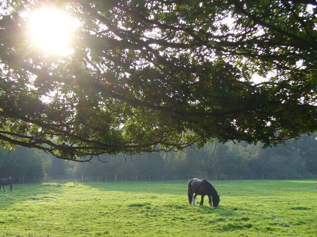 Grazing by Thornet Wood Late afternoon autumn sunshine and one of the many horses grazing in this pastoral area by west of Bookham.