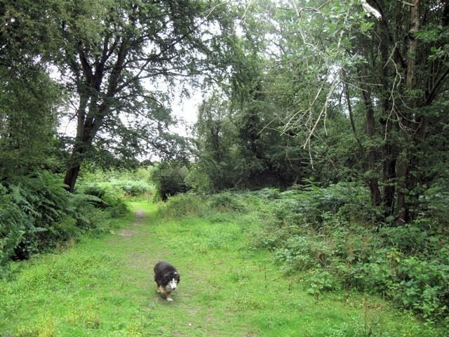 Near Bayfield Pond, Bookham Common Scrub with bracken and small trees  an area which would eventually become woodland without management. Bookham Common is owned by the National Trust www.nationaltrust.org.uk/main/w-global/w-localtoyou/w-south_east/w-south_east-countryside/w-south_east-places-north_downs/w-south_east-places-north_downs-bookham_commons.htm