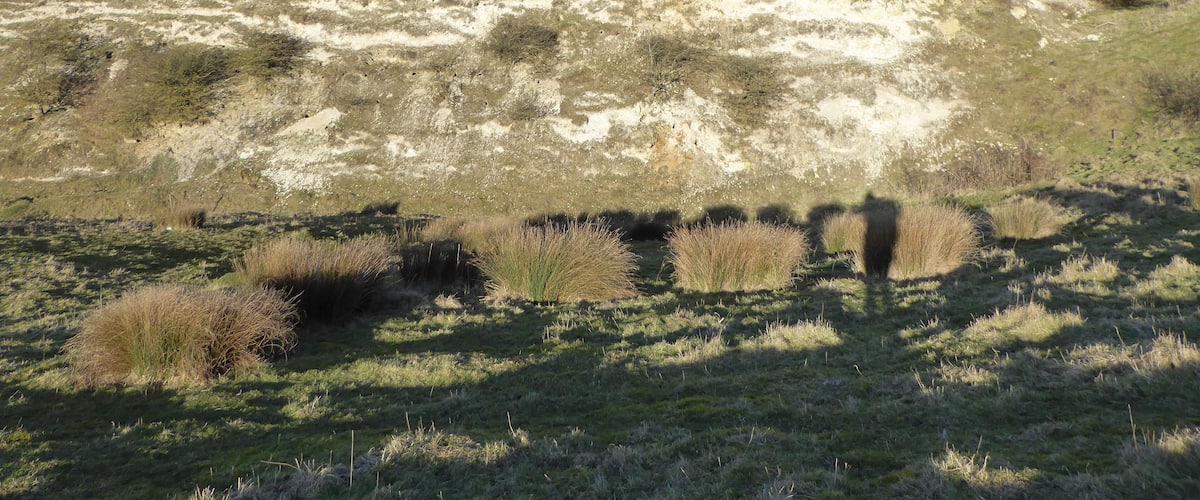 A grassy hillside with sparse vegetation and a few trees.