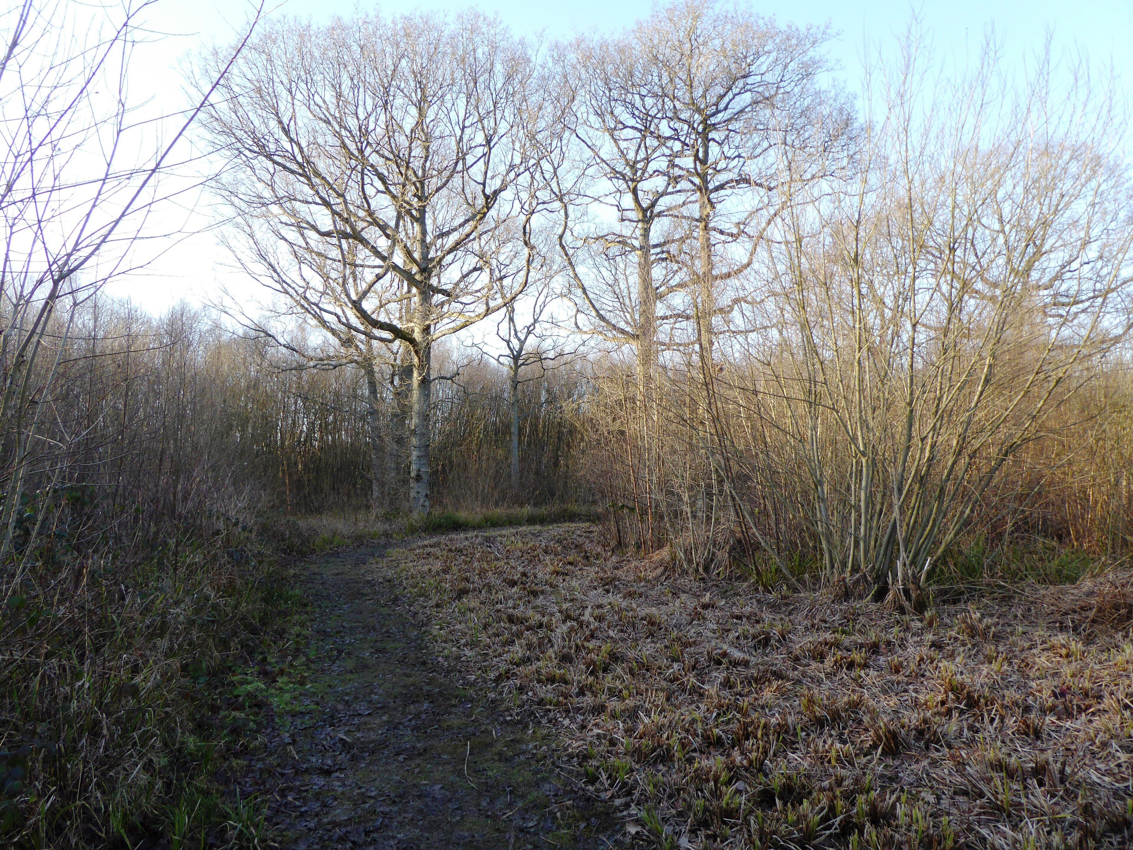 Kiln Wood is a nature reserve north-west of Lenham in Kent. It is managed by the Kent Wildlife Trust.