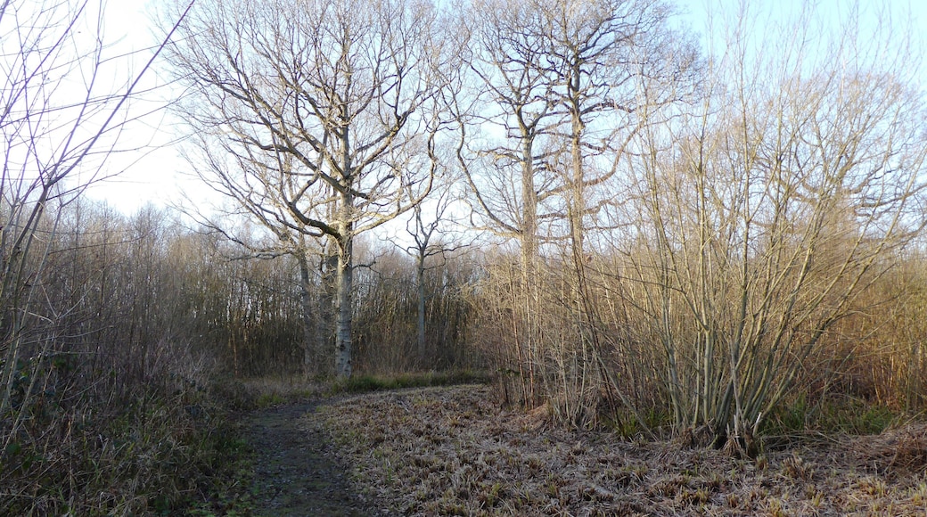 Kiln Wood is a nature reserve north-west of Lenham in Kent. It is managed by the Kent Wildlife Trust.