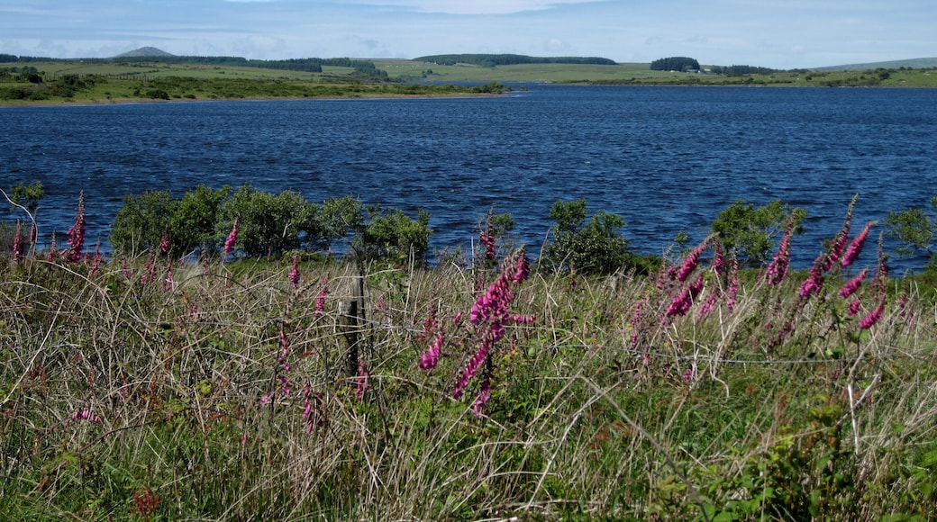 Colliford Lake, Stausee im Bodmin Moor in Cornwall, England