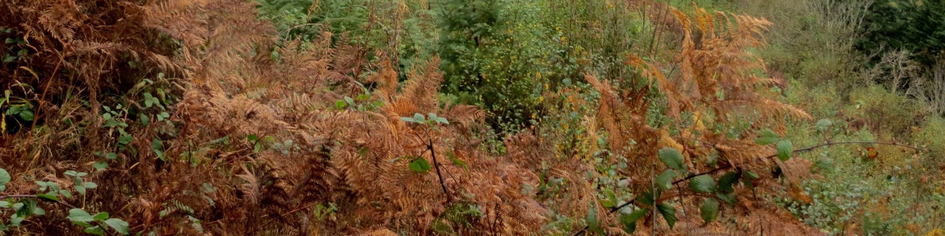 Largin Woods - October 2014