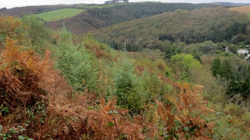Largin Woods - October 2014