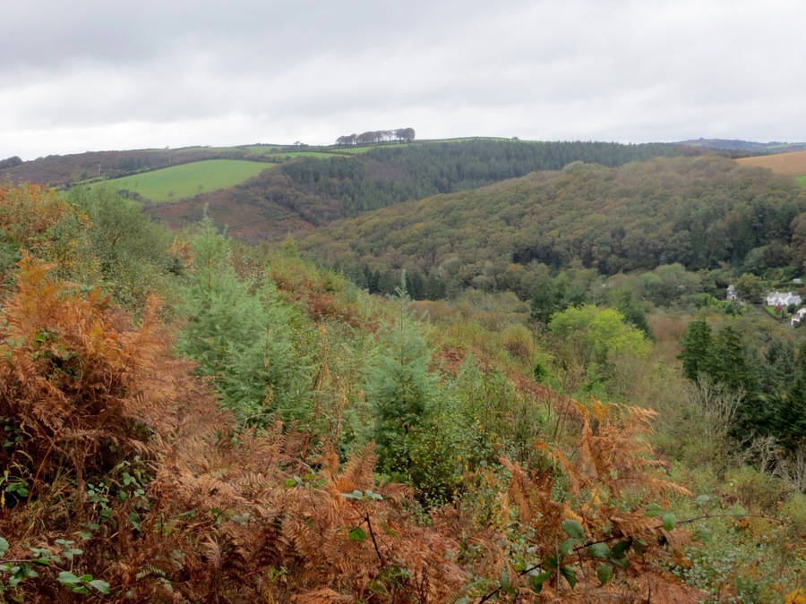 Largin Woods - October 2014