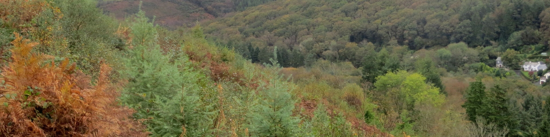 Largin Woods - October 2014