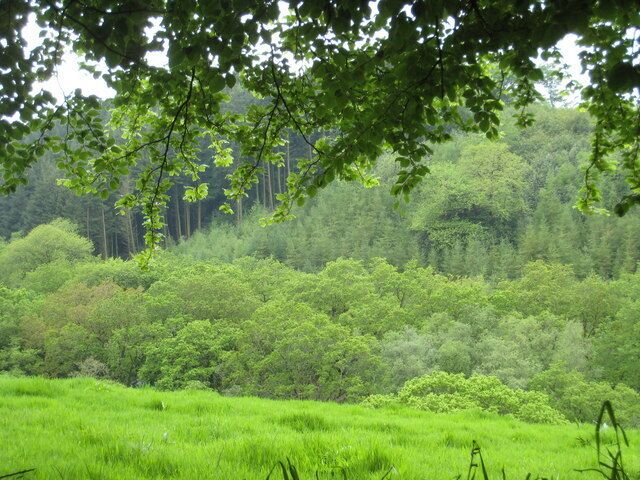 Un campo verde exuberante con un bosque denso al fondo.