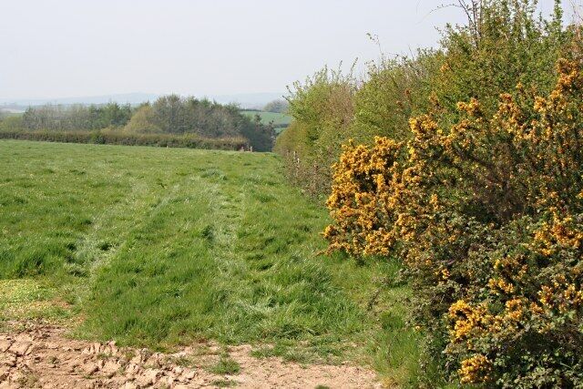 Hedgerow Gorse Near Venn Farm