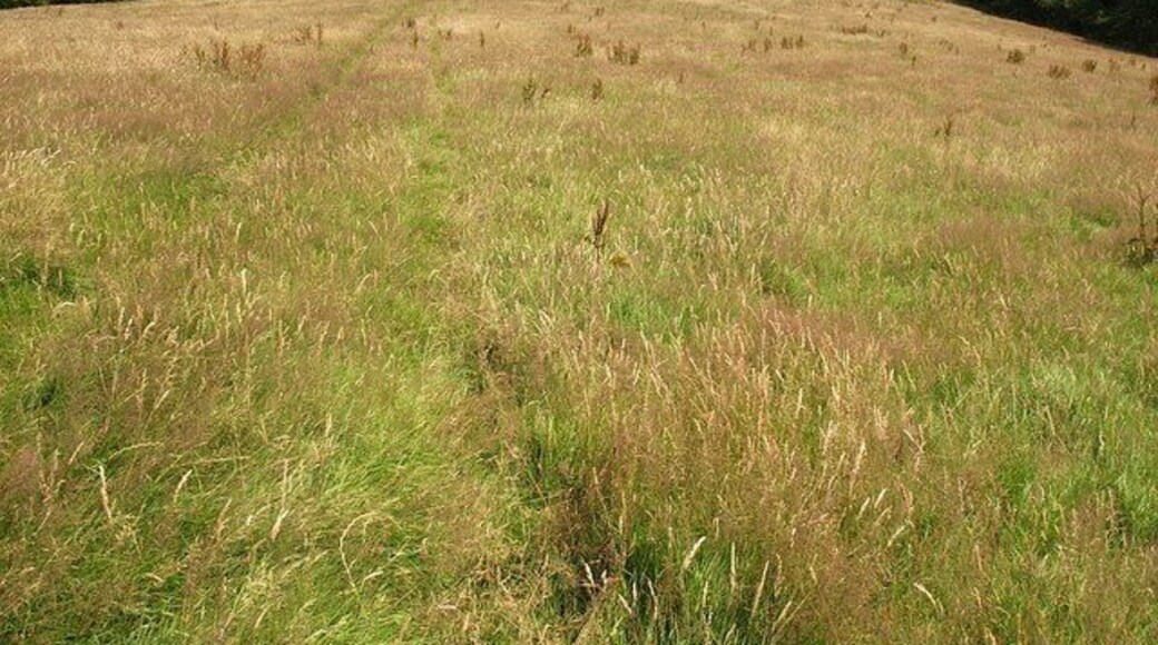 Meadow above Herodsfoot This fine meadow sloping towards the West Looe valley is crossed by bridleway 611/17/2.