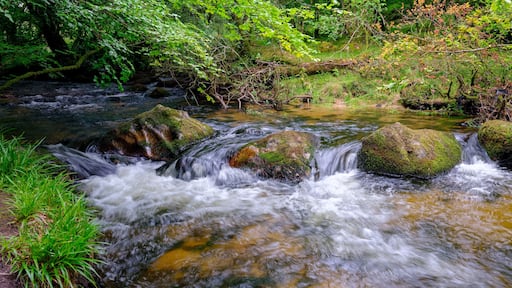 Golitha Falls on the River Fowey on Bodmin Moor near Liskeard, Cornwall