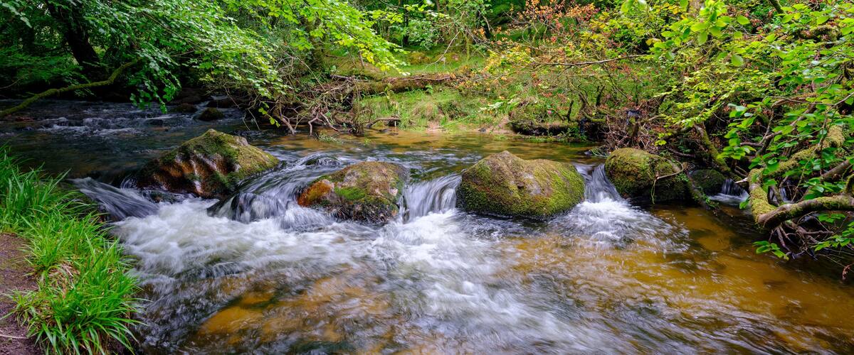 A flowing river with moss-covered rocks and dense green foliage.