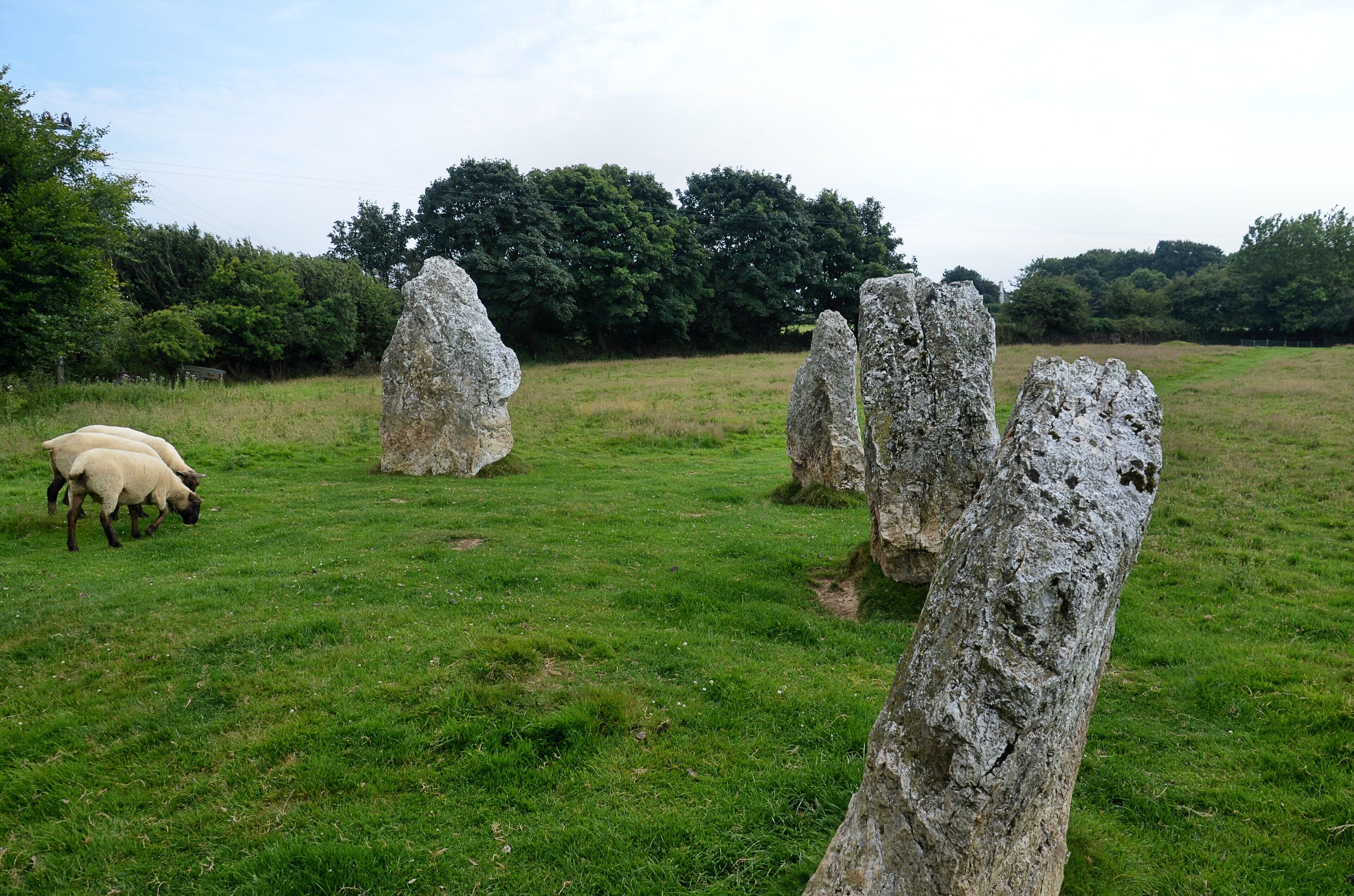 A grassy field with large standing stones and sheep grazing.