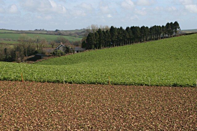 Towards Penhawger Farm The field in the foreground has had root vegetables ploughed back into the land.