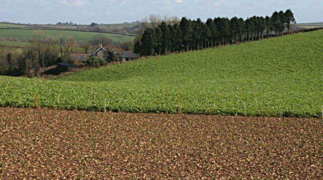 Towards Penhawger Farm The field in the foreground has had root vegetables ploughed back into the land.