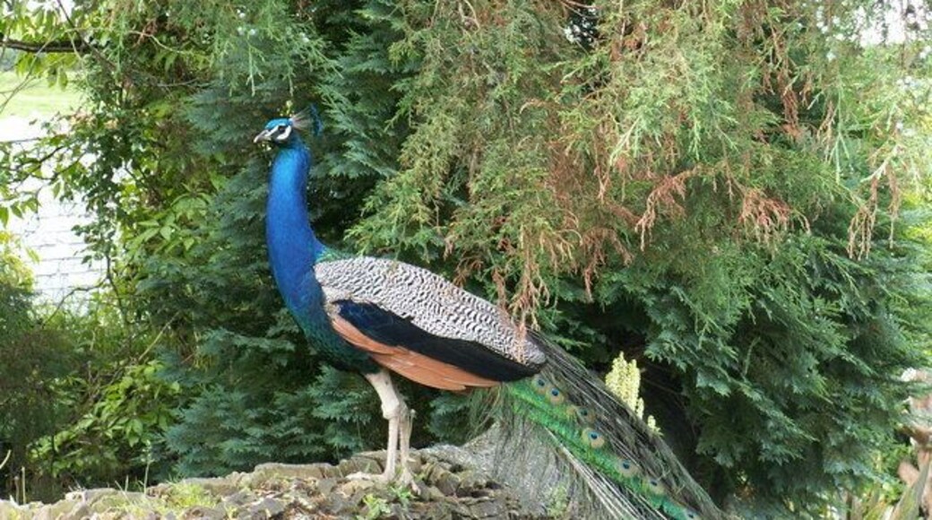 The East Benoak peacock