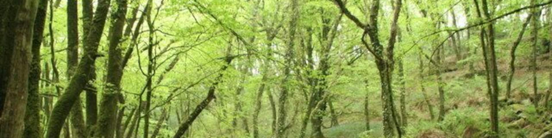 River Fowey at Golitha Falls The first of many ever larger tumbling over the rocks as the River Fowey heads down to the Golitha Falls.