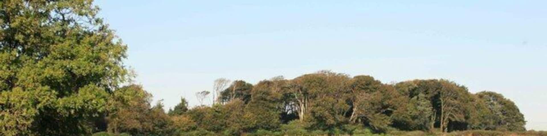 Road bend looking towards Taphouse Sheep graze in the field alongside the Taphouse road.