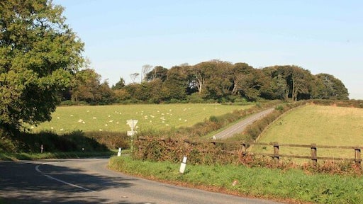 Road bend looking towards Taphouse Sheep graze in the field alongside the Taphouse road.