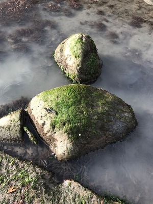 You could spend hours here searching for a fossil or twenty :)