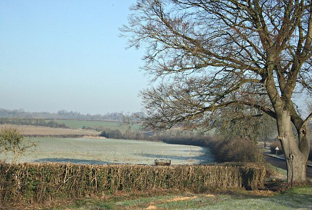 A rural landscape with a large tree, a field, and a hedge.