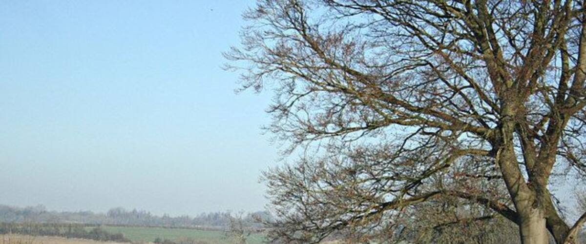 A rural landscape with a large tree, a field, and a hedge.