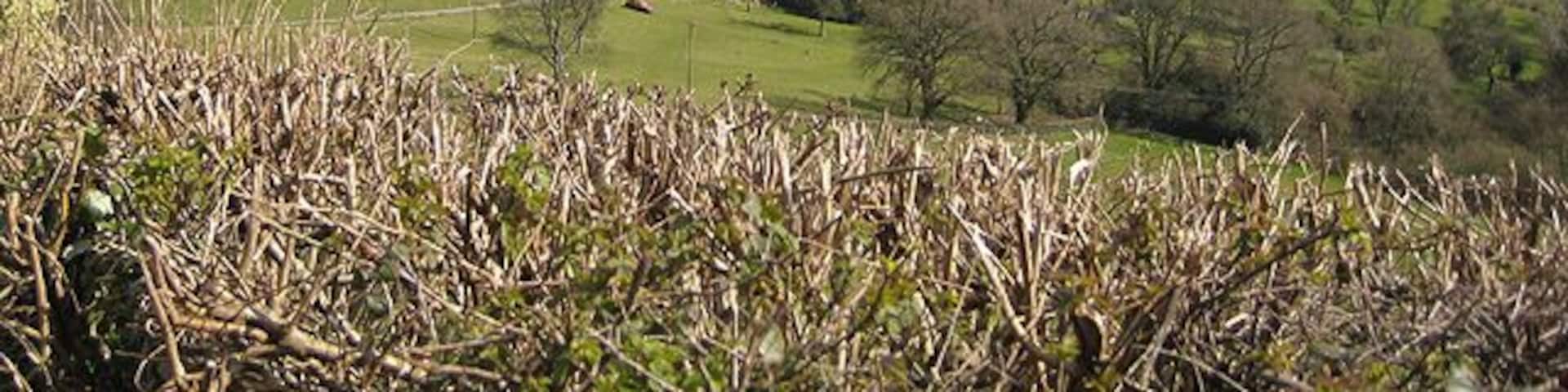 View from Dean Hill to the Severn's horseshoe bend A fantastic panorama as the land drops away towards the valley.