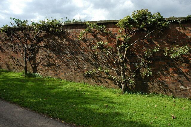 Fruit trees, Oaklands park The fruit trees against a wall at Oaklands Park.