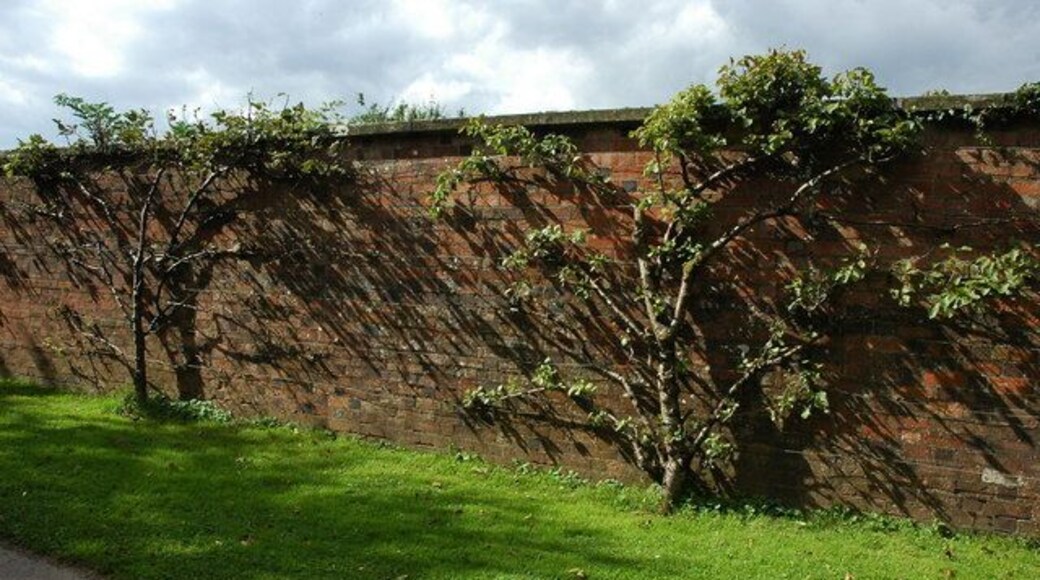 Fruit trees, Oaklands park The fruit trees against a wall at Oaklands Park.