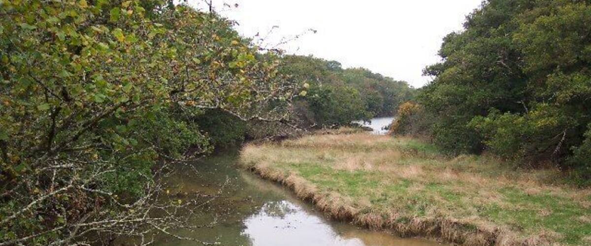A narrow waterway flanked by dense foliage and grassy banks.