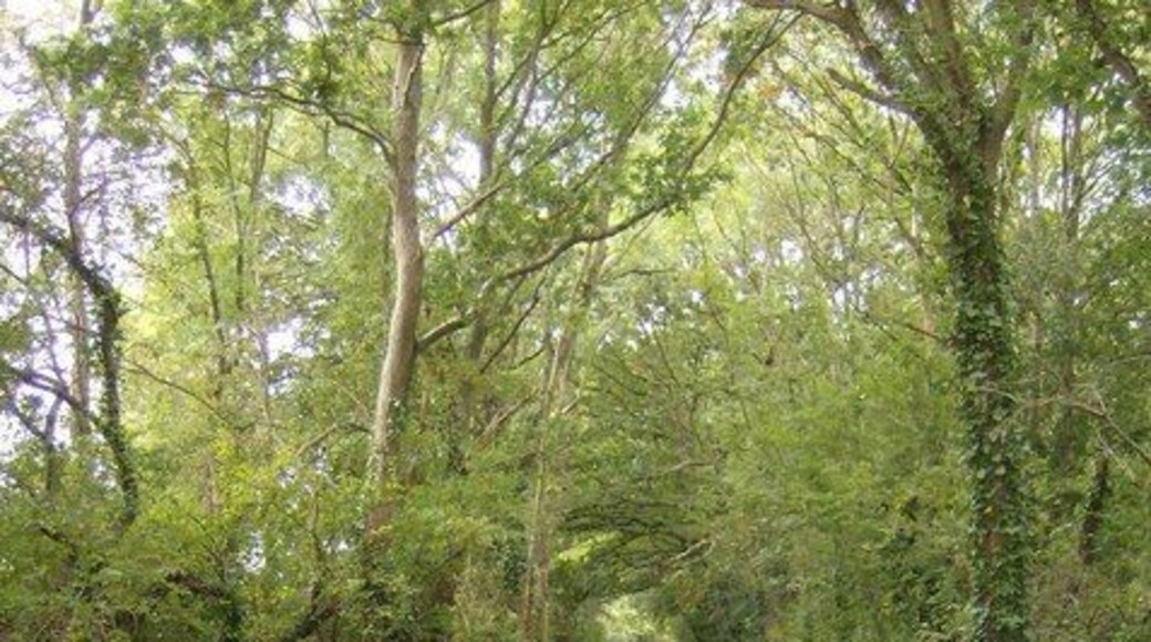 Bridleway towards Three Gates Farm A good bridleway runs roughly north-south across most of this part of the island from Locksgreen to Brighstone. This is the section north of Three Gates Farm.