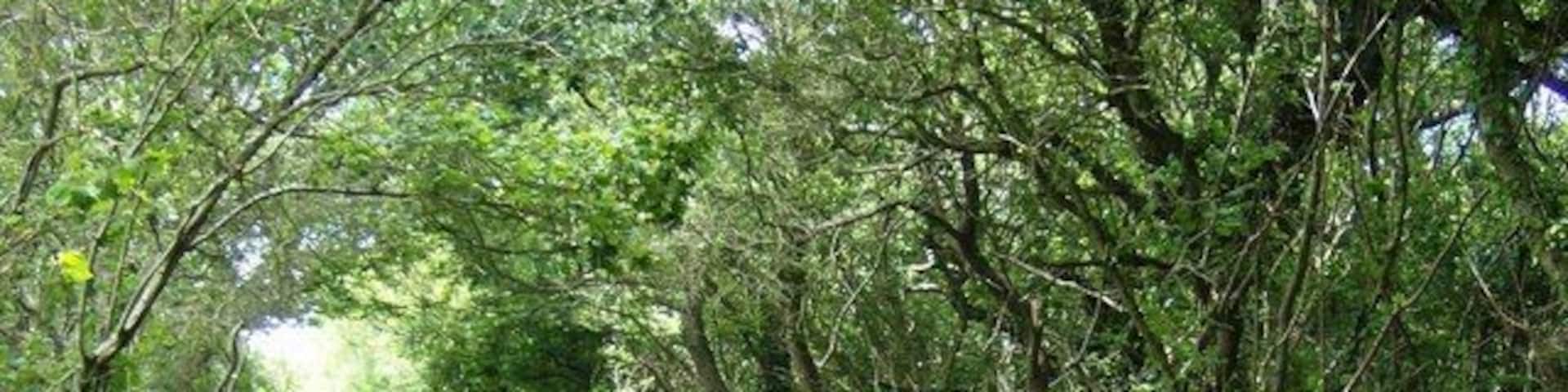 Cyclist on NCN 23 The old Sandown to Newport railway line now forms a level traffic-free cycle route between the same towns, here being enjoyed by one cyclist.