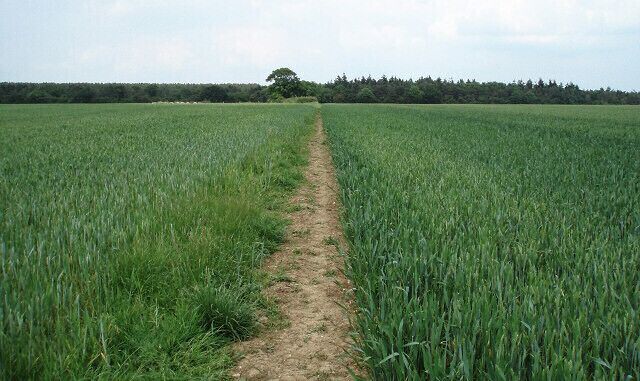 Approaching Stokepark Wood As viewed from the bridleway, heading North.