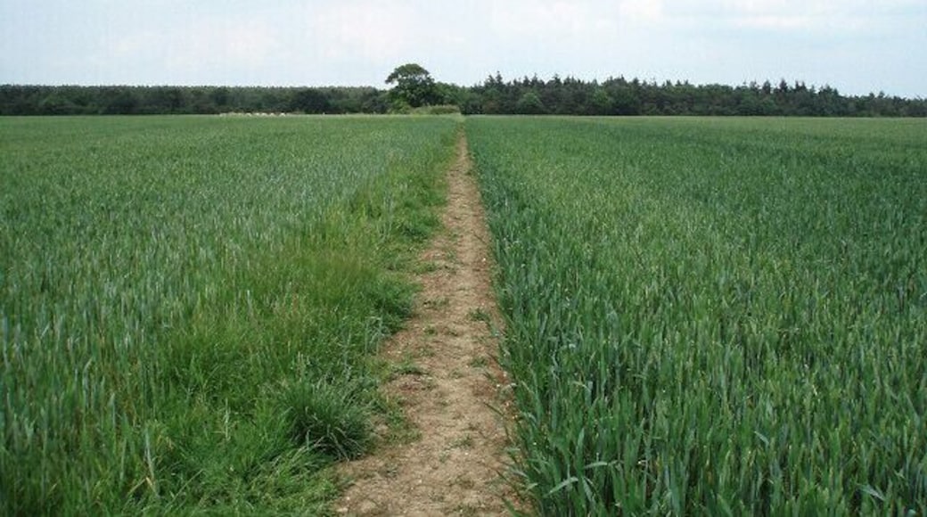 Approaching Stokepark Wood As viewed from the bridleway, heading North.