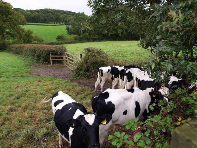 Cattle near Meeth. Sharing my distaste for a downpour, these Holstein Friesians are seeking shelter under a wholly inadequate ash tree in the corner of their field. They are beside the cycleway (NCN route 3) which runs along the line of the disused railway to 567424. The little valley in the background drains away from the nearby Torridge towards the Little Mere River.