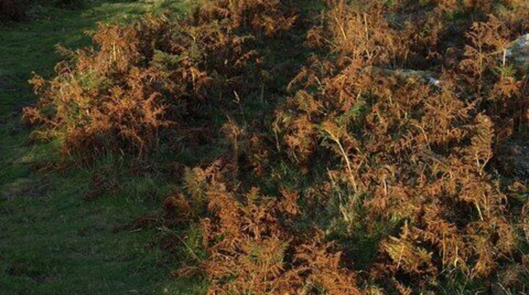 Bracken above Nine Stones A view down the line of South Tawton Bridleway 36 as it drops increasingly steeply down the edge of the moor. The prominent "Moor View" among the trees is in SX6592.
