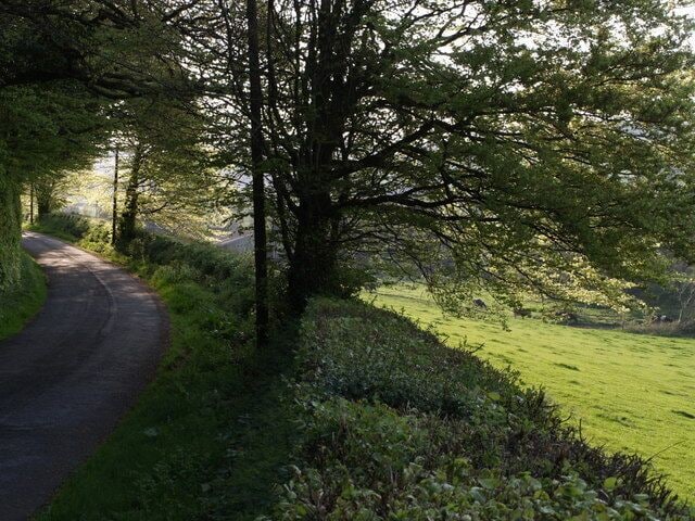 Lane to Coryton Barton A farm building at Coryton Barton can just be glimpsed through the trees, as the lane rounds a bend.