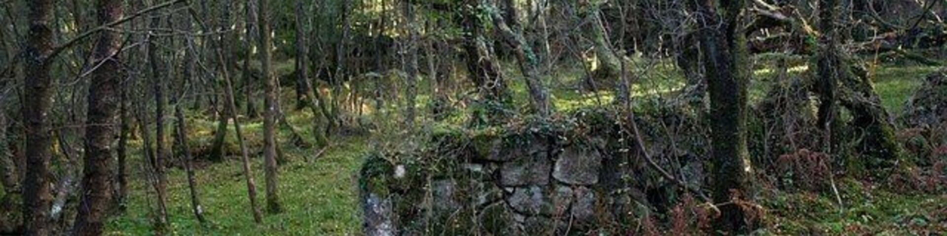 Wall in woodland A field boundary now lost amid marshy access woodland (but with barbed wire) on the lower slopes of Cosdon Hill.
