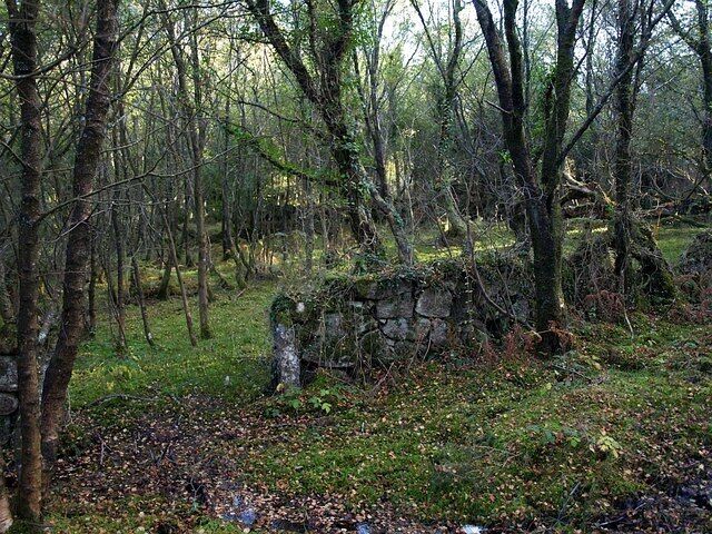 A forest with a stone wall and leaf-covered ground.