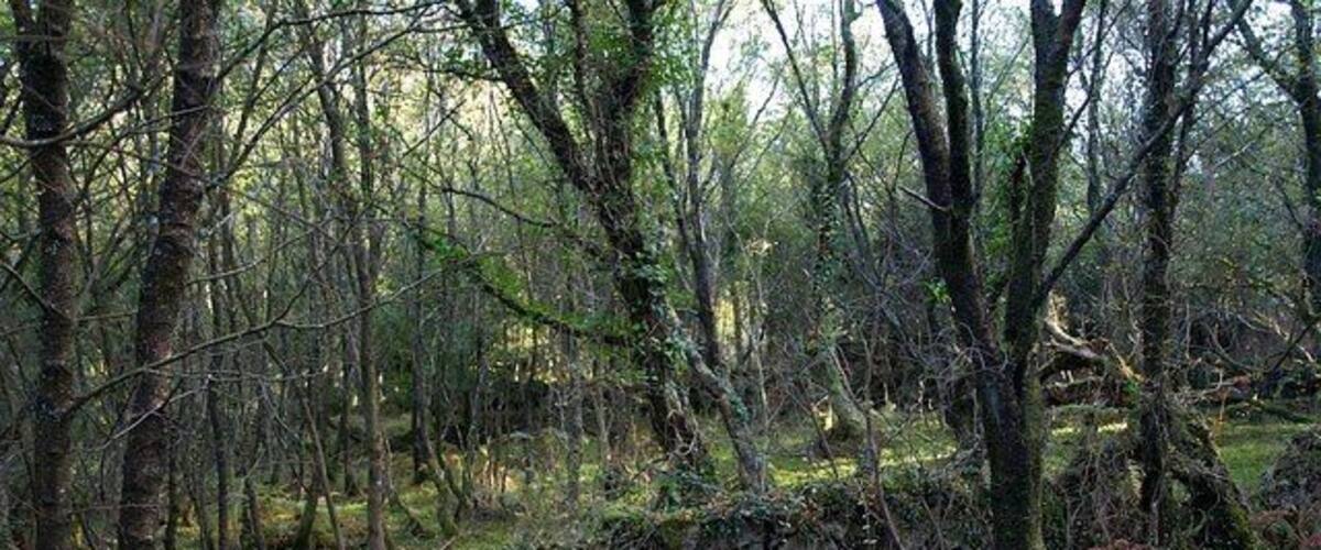 A forest with a stone wall and leaf-covered ground.