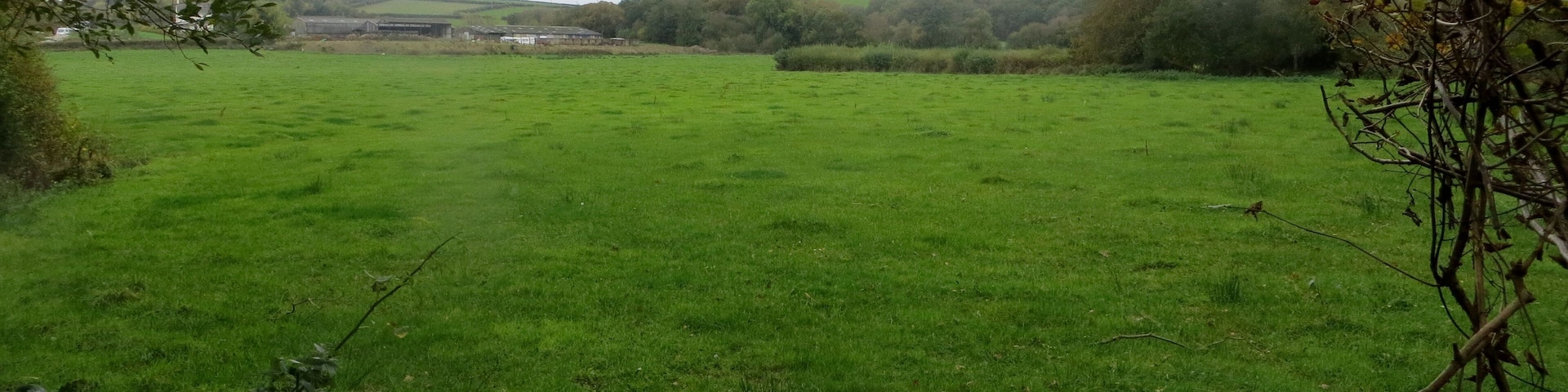 Looking out from the woods - October 2014