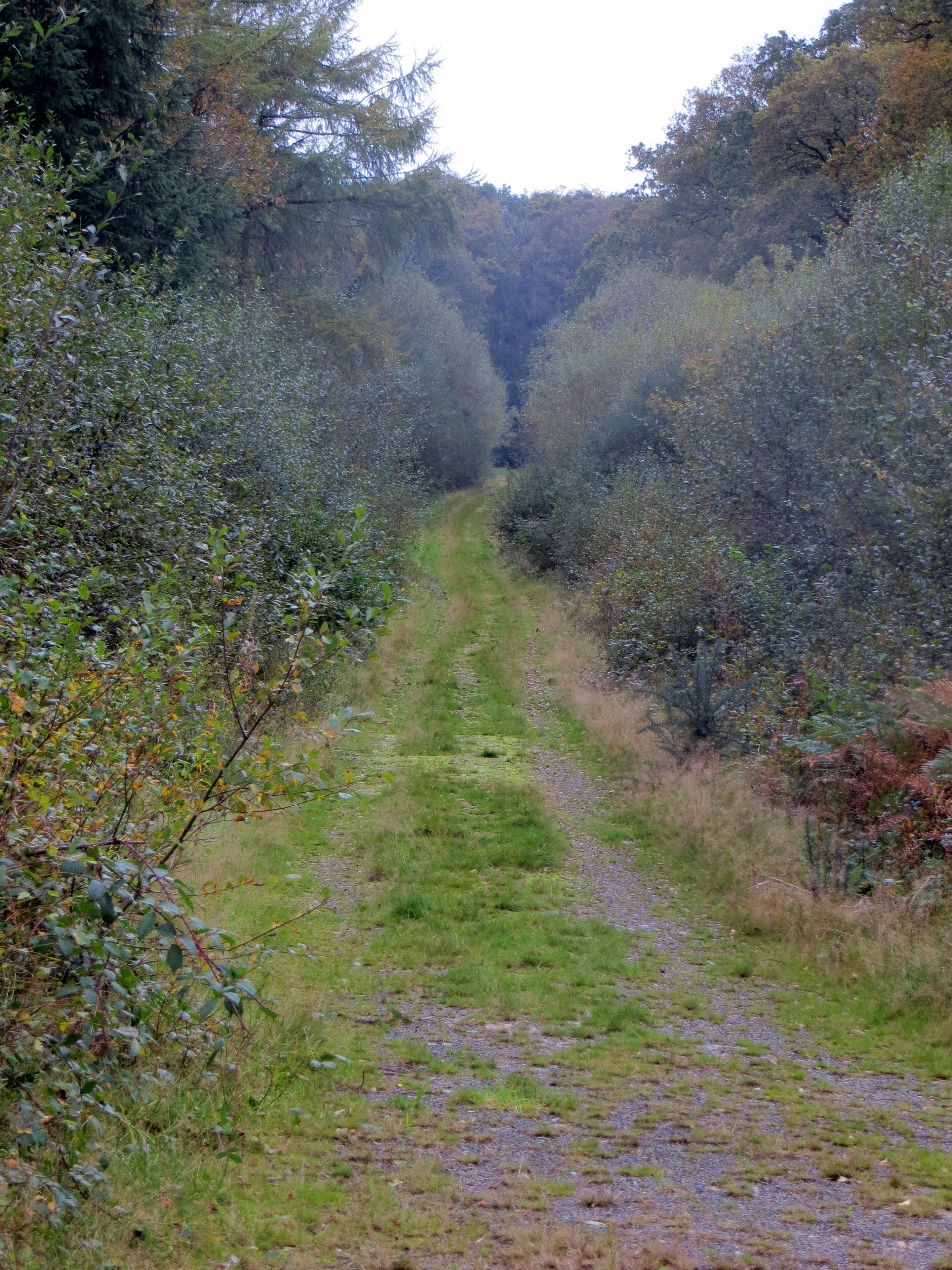 Berrydown Woods - track - October 2014