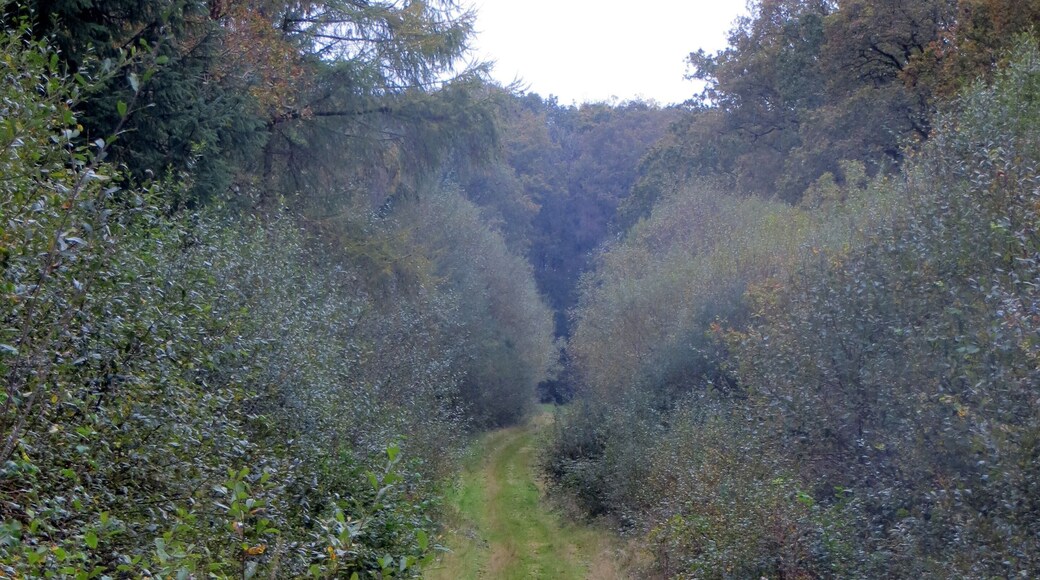Berrydown Woods - track - October 2014