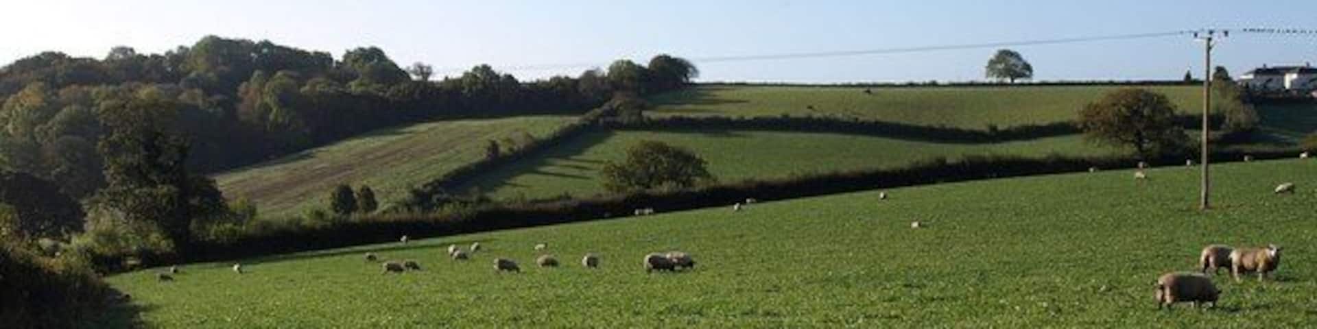 Sheep at Whiddon Down (2). The same field as 1548885, but the left-hand side of it, with 1548852 running behind the hedge on the left. There is an overlap on the right.